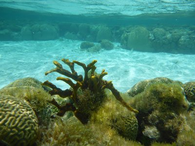 vue corail